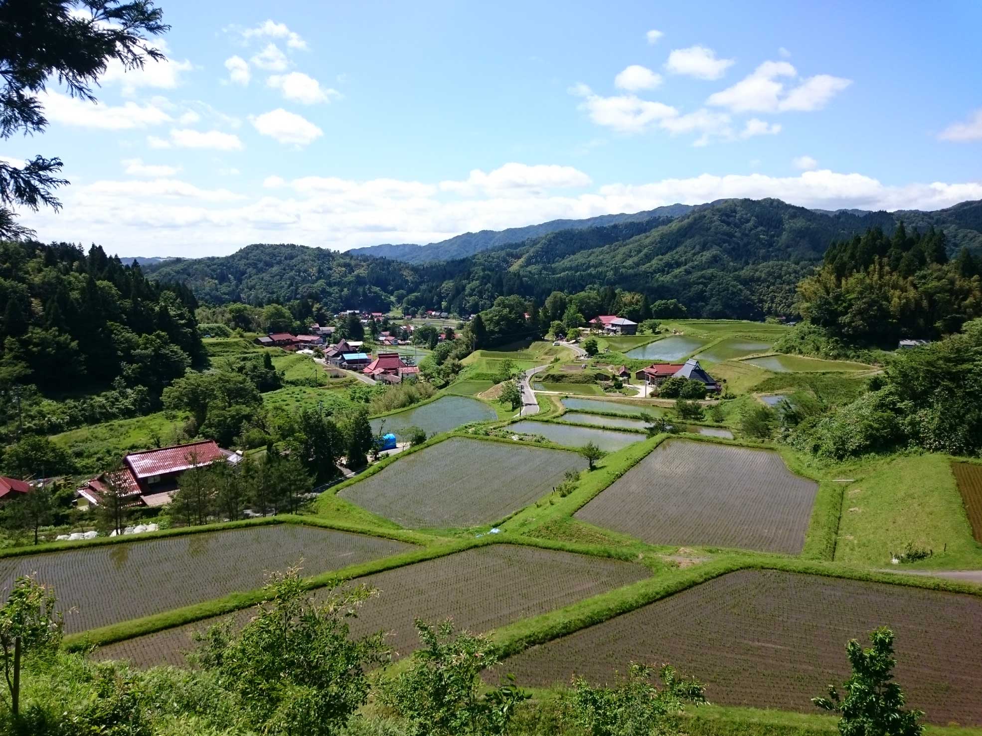 島根県奥出雲町の水田の風景