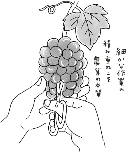 ブドウの房を収穫する手のイラスト