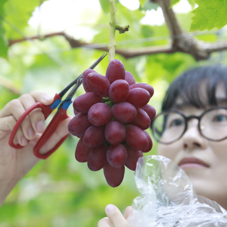 ハサミでブドウの房を収穫する様子