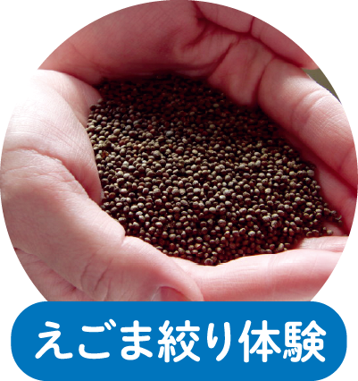 えごま絞り体験