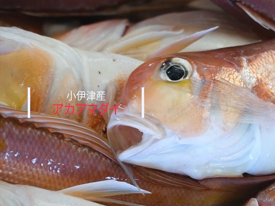 アカアマダイ