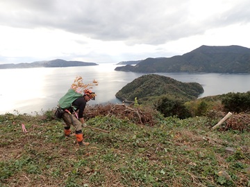 植付作業の様子