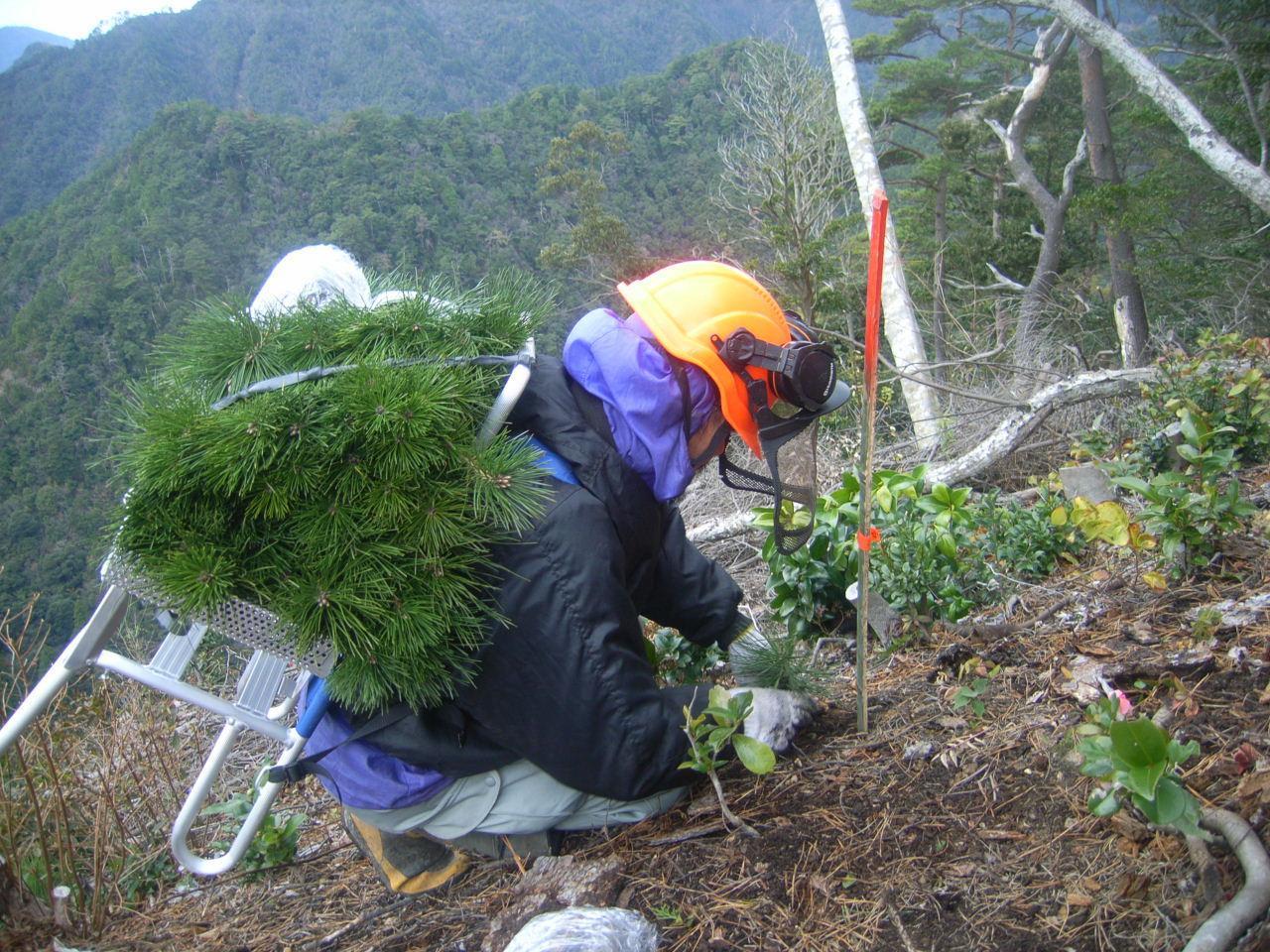 スギ苗の植林作業