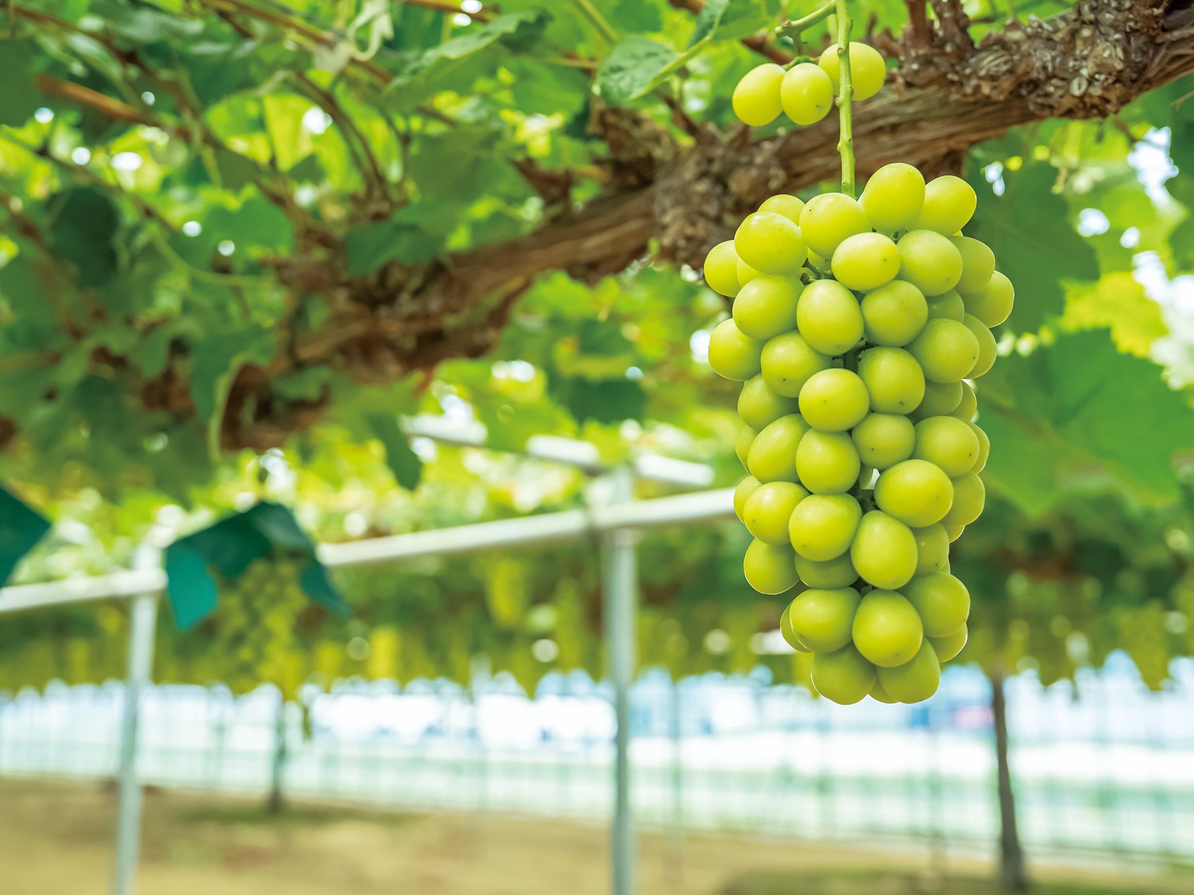 シャインマスカットハウス内写真