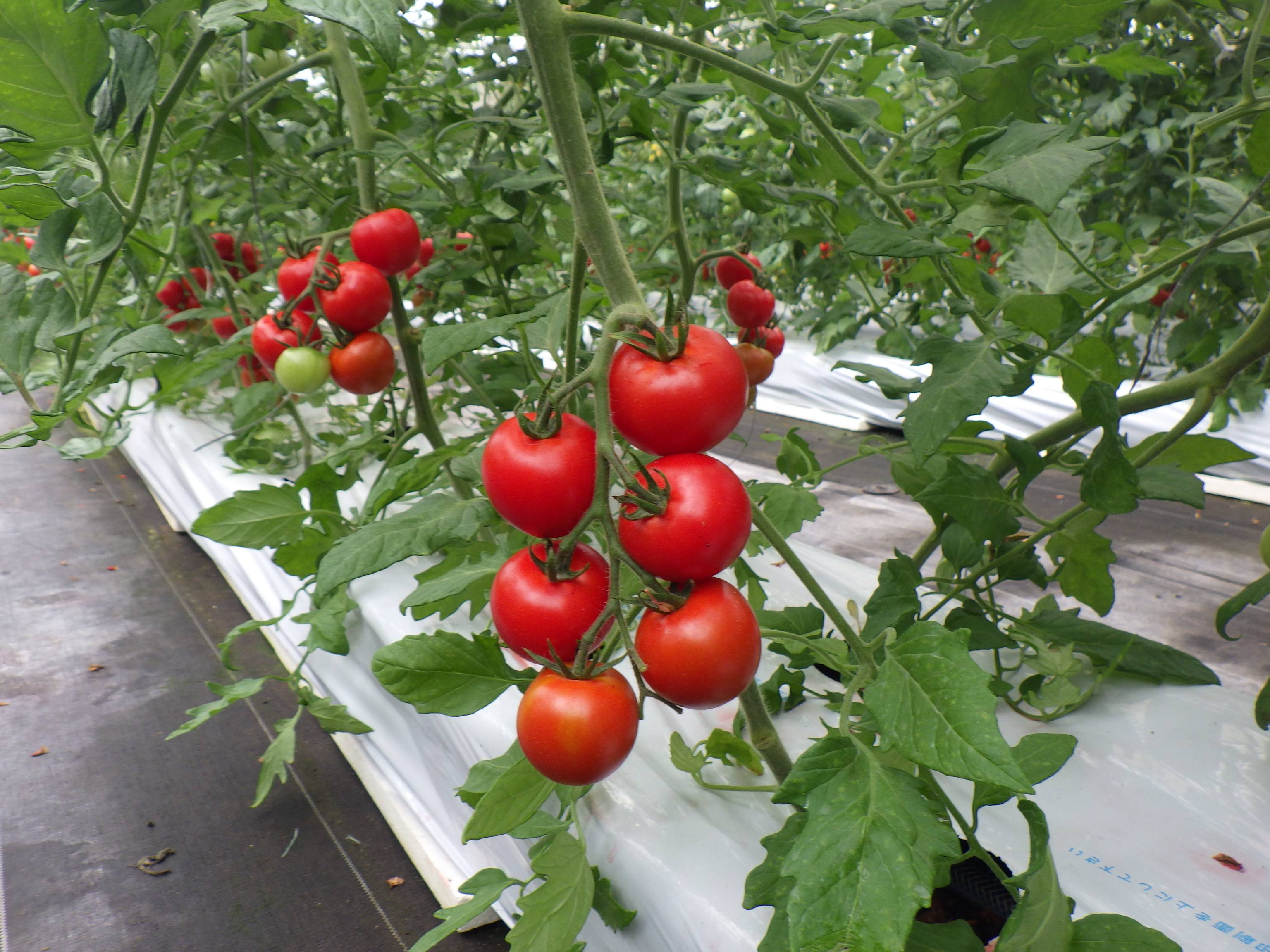 トマトハウス内写真