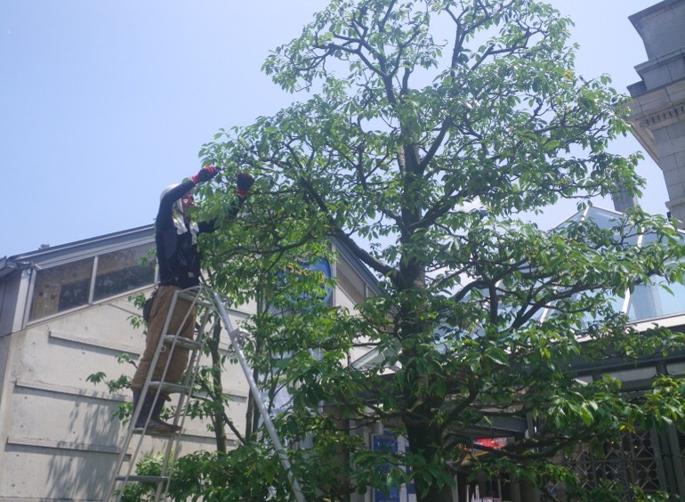 庭木の剪定