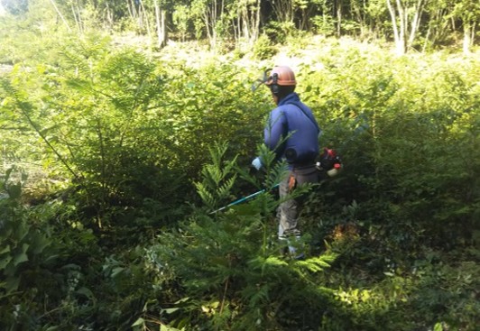 刈払機による除草