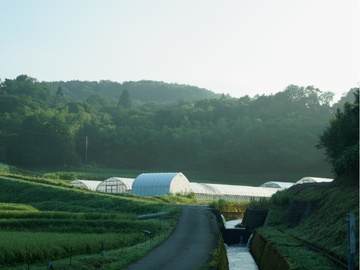 朝の農場はとても澄んでいる