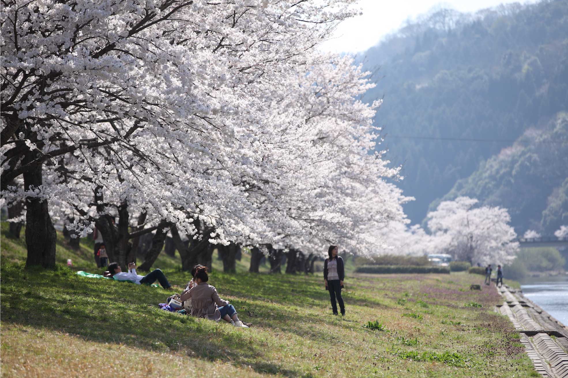 島根県雲南市の春先に見られる桜並木