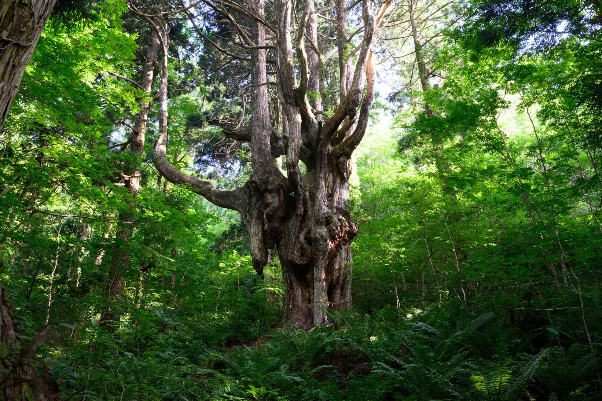 隠岐の島町のパワースポット「岩倉の乳房杉」